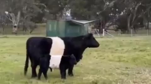 calf and cow