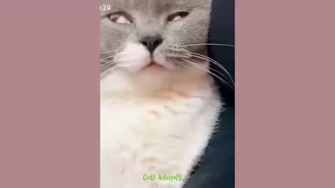 Funny animal videos