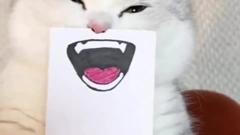 Cute and funny cat video.