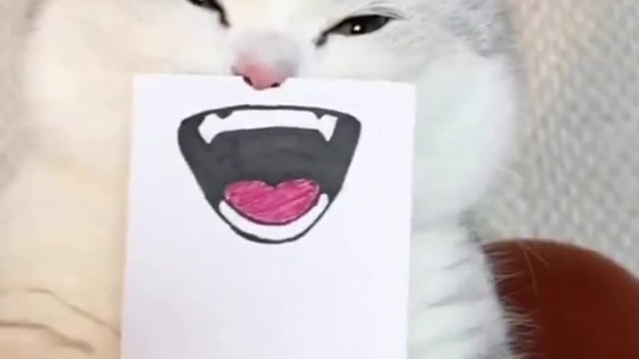 Cute and funny cat video.