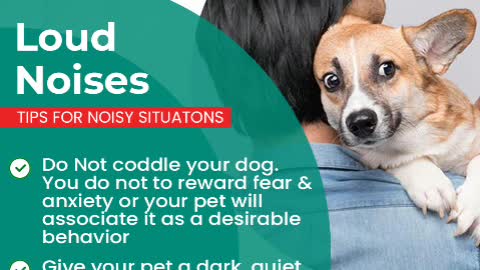 Common Fears & Phobias in Dogs