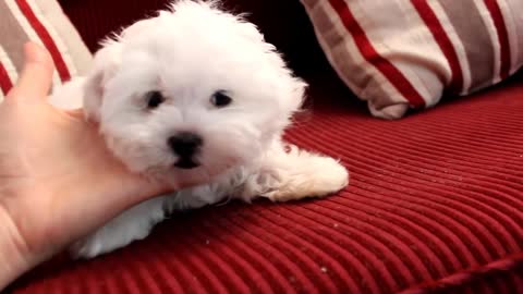 11 Week old Fanfare Maltese Puppy