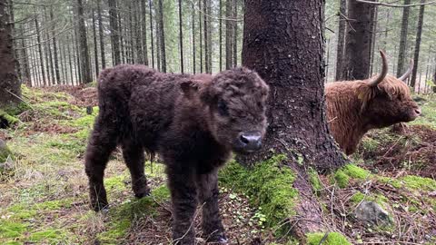 Calf following mother cow in the forest