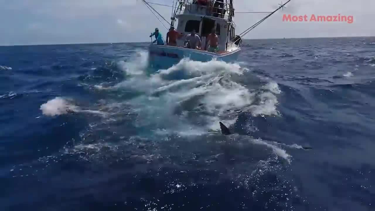 Amazing Big Tuna Fishing Skill On The Sea