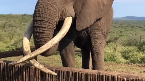 Bet he can't drink beer that fast! #shorts #wildlife #nature #Elephants