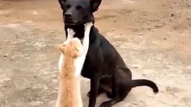 NO. 9 YOU HAVEN 'T SEEN THIS YET !!!THESE FUNNY CATS.