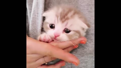 Baby cat Lovely so cute