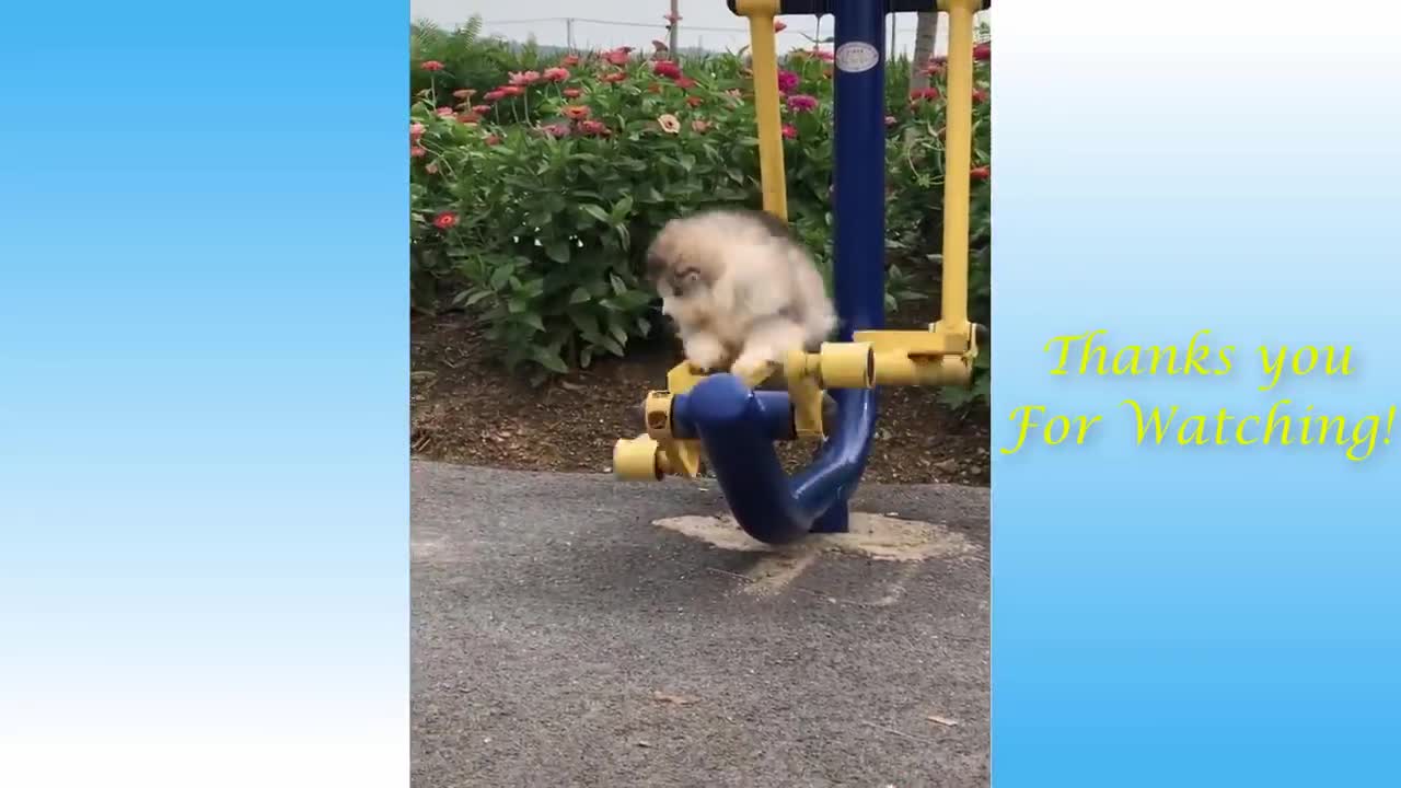 Cute Pets And Funny Animals Compilation !@- Pets Garden