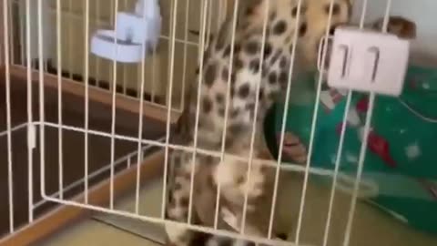 Funny Animal Videos Of The Day 0054! 😂😂 #fyp #memes #memedaily #dankmemes