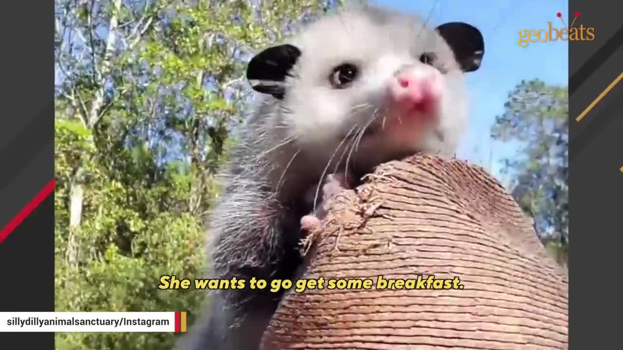 This man raised an opossum. Now he thinks they are smarter than dogs.