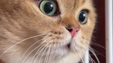Funny Cat