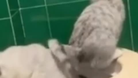 Funny 🤣🤣🤣🤣