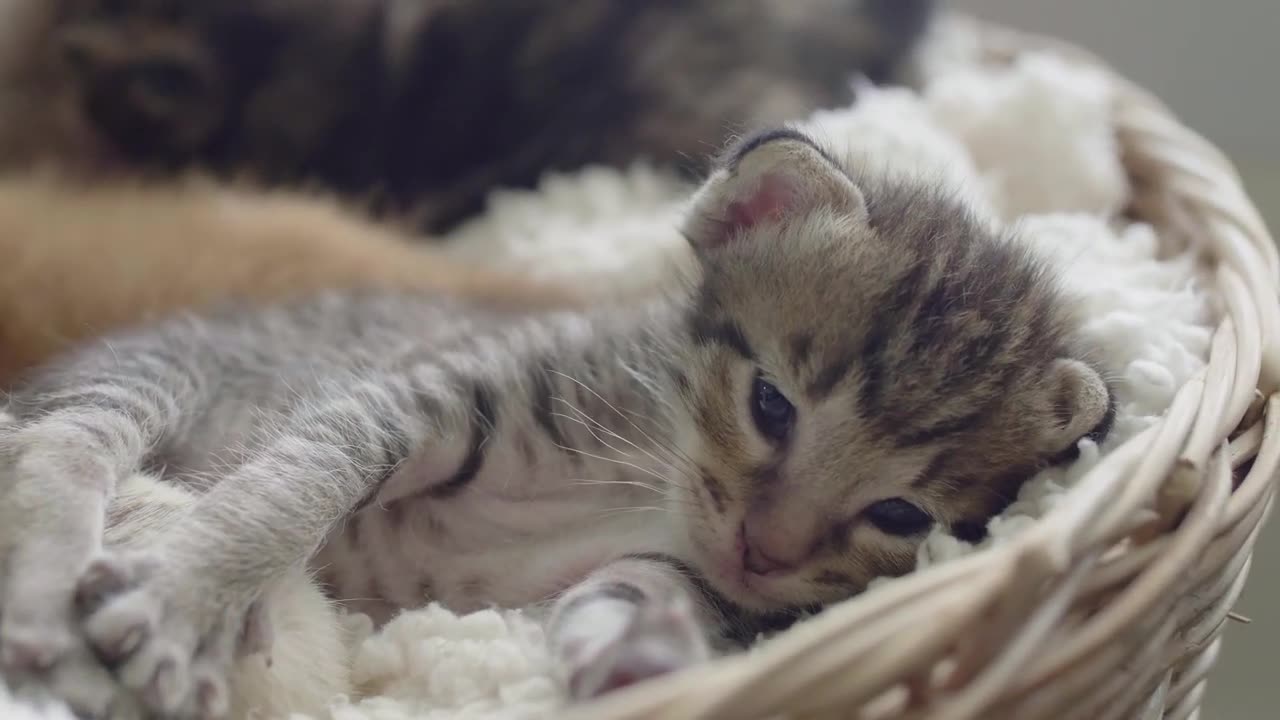 KITTENS 4K |Cute KITTEN VIDEOS in 4K