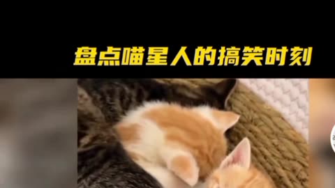 Cats funy video