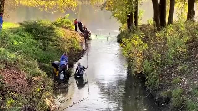 Volunteers try to save trapped fish in Italy