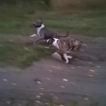 Bullterrier vs Amstaff Dog fail