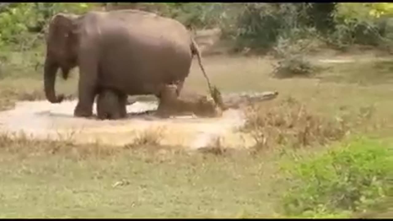 Mother elephant save the of life of baby elephant from the crocodile attack