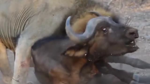 The buffalo wailed bitterly