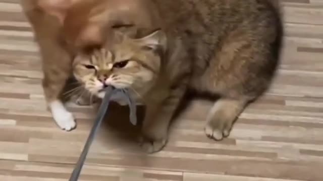 Funniest_Cat_And_Dogs_Funny_Animal_Videos_2022