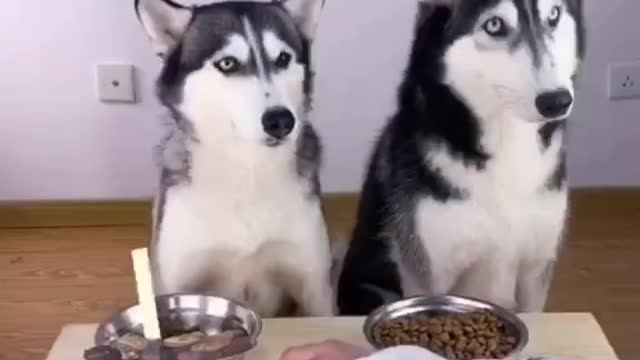 I was taught a lesson by a dog