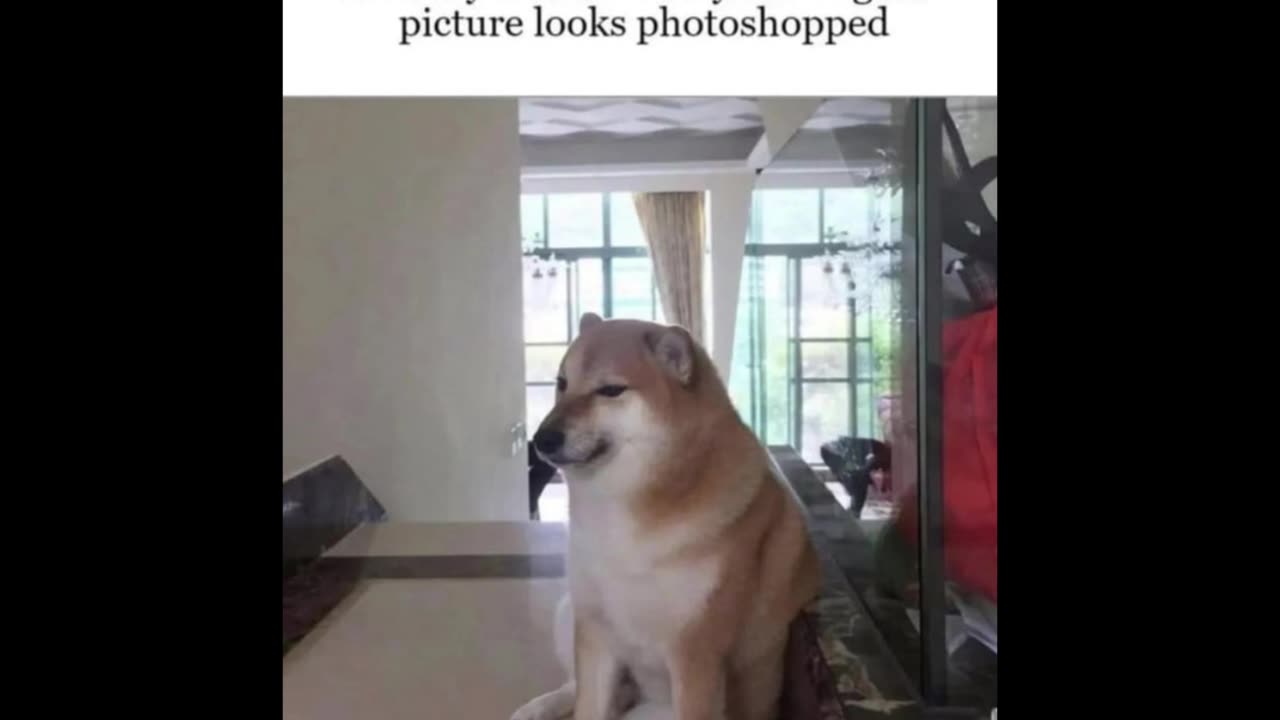 Random Memes 445
