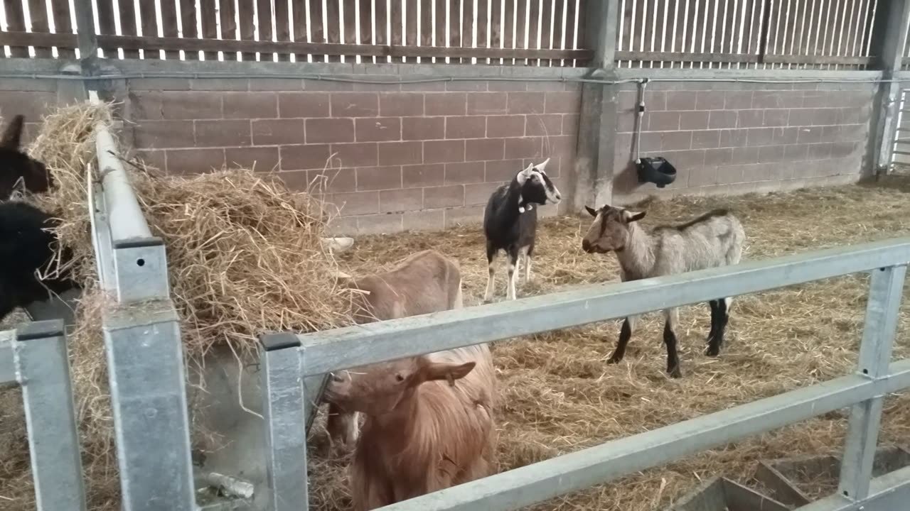 Goats, Kids, and Alpacas with Sheep Baaing in the Background