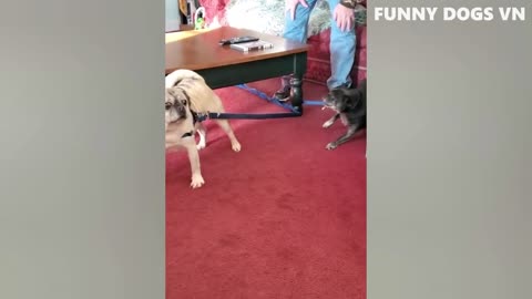 Funniest dog video, funny dog video