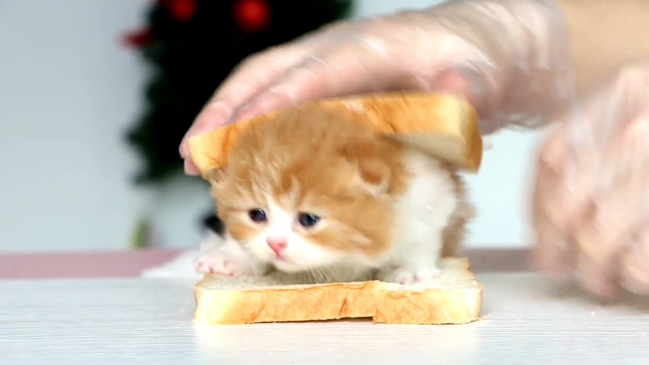 Kitten in a slice of bread