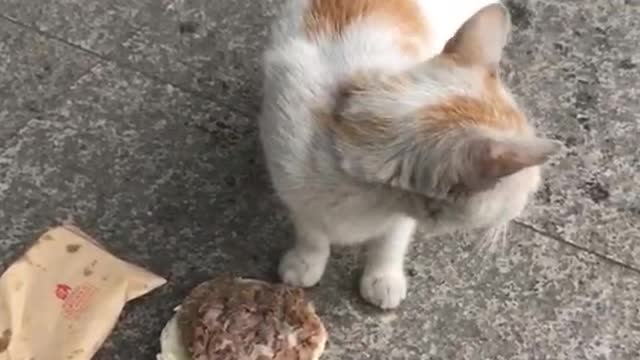 A cat that steals food