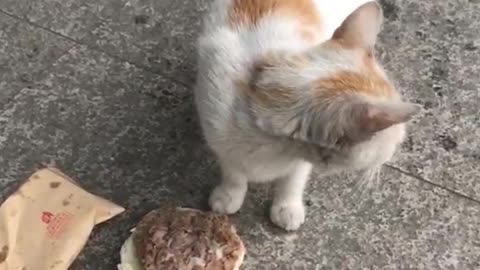 A cat that steals food