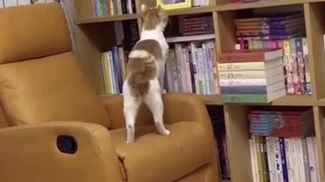 Original video #weeememeitalia #cats #tail #move #music #rhythm #perfect #time