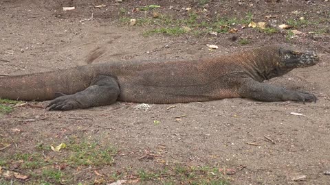 residence of the deadly predator Komodo dragon