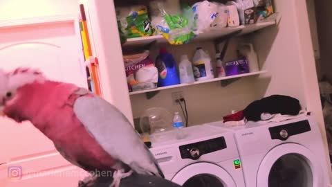 Word best dancing parrot