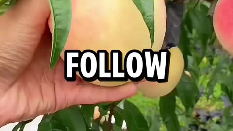 Better your diet