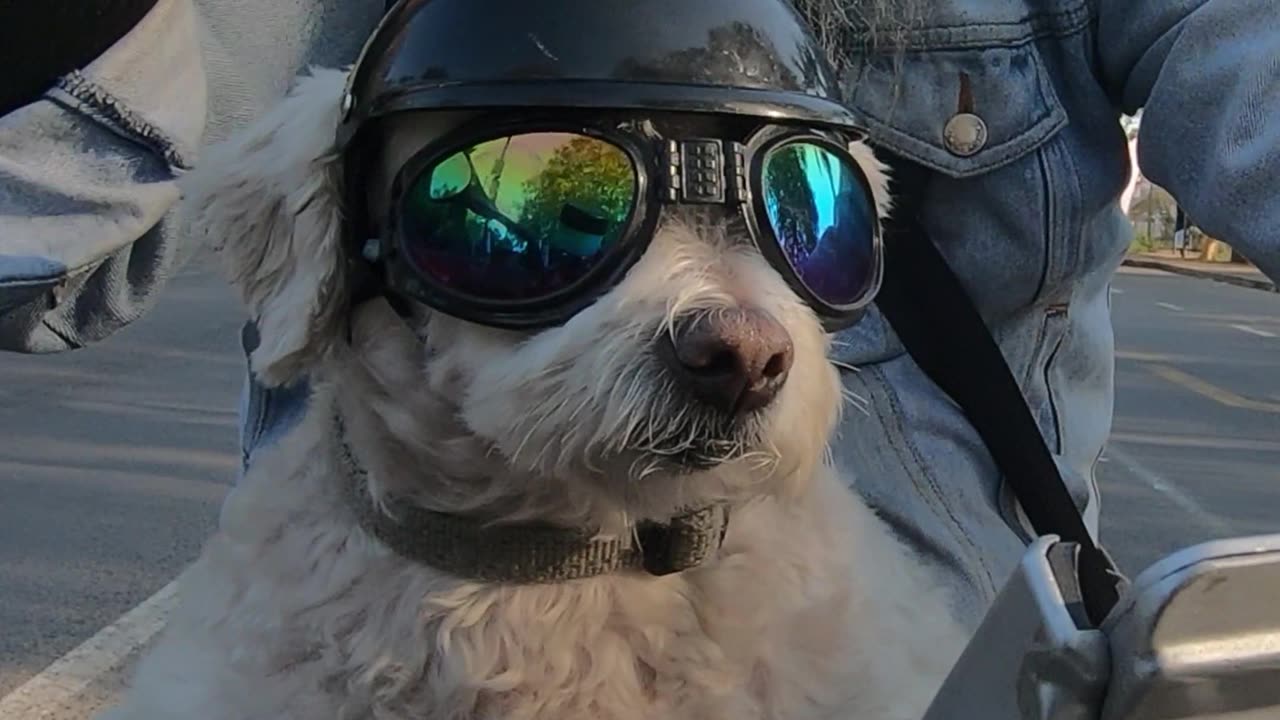 Jontyknine - A dog and his driver ... shorts