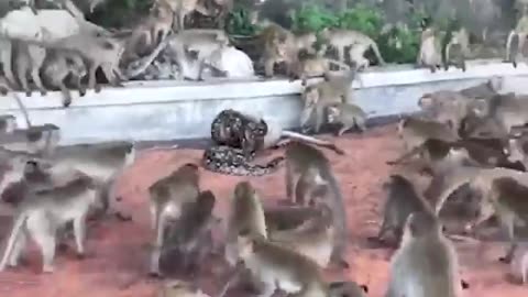 Monkeys rescue their fellows from Python