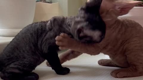 Funny animals video