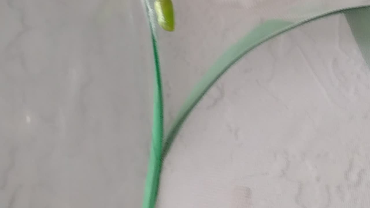 Monarchs 🦋 update 5 31 2023