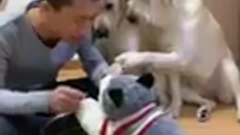 Dog saving life emotional video