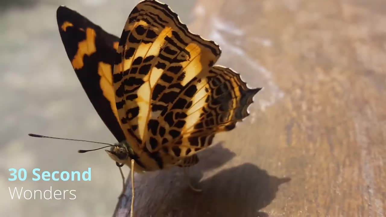 Tiny wings | Butterfly Closeup | Nature Video | 30 Seconds with nature