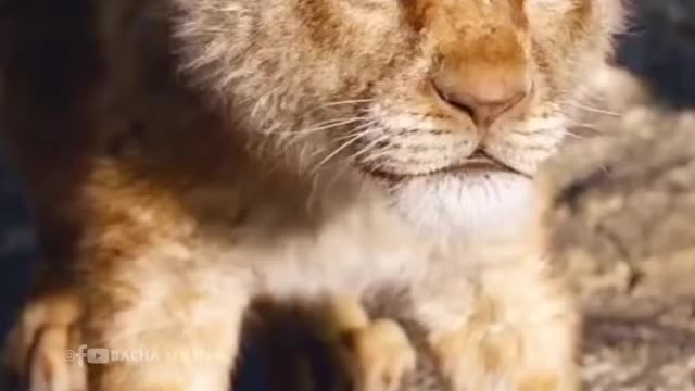 The Lion King 👑 | Simba Roared | WhatsApp Status | Full Screen HD#shorts #whatsapp