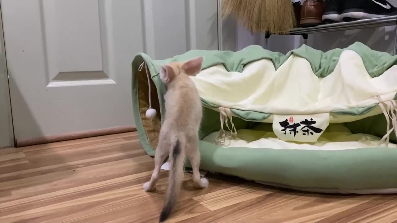 Fennec Fox puppy explores new toy