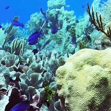 😮 SAVING HUGE CRAB TANGLED IN FISHING LINE 🦀