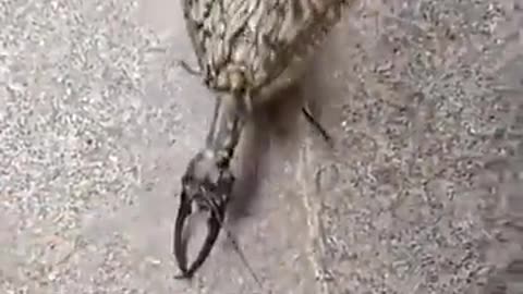 Lentävä skorppioni? Geenimanipulaatiokoe?