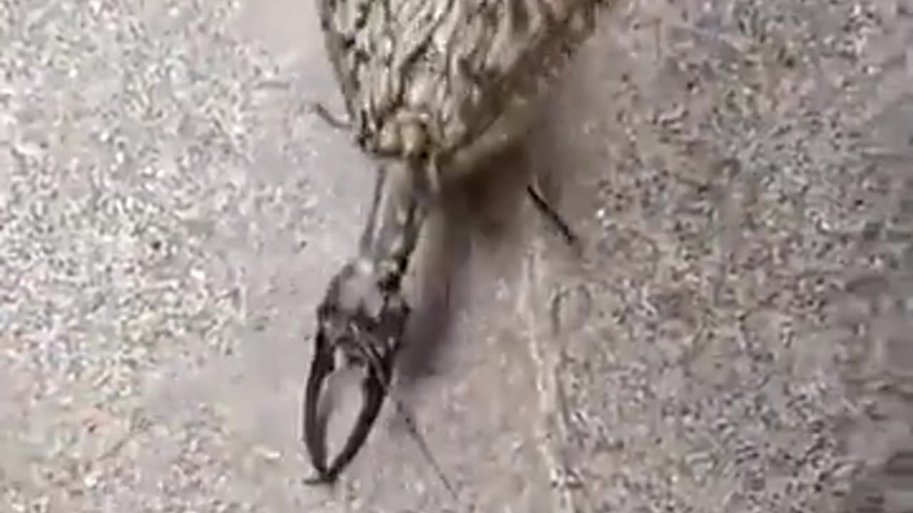 Lentävä skorppioni? Geenimanipulaatiokoe?