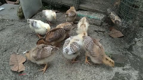 Oddly Satisfying Sleep Video With Chicks - Day1