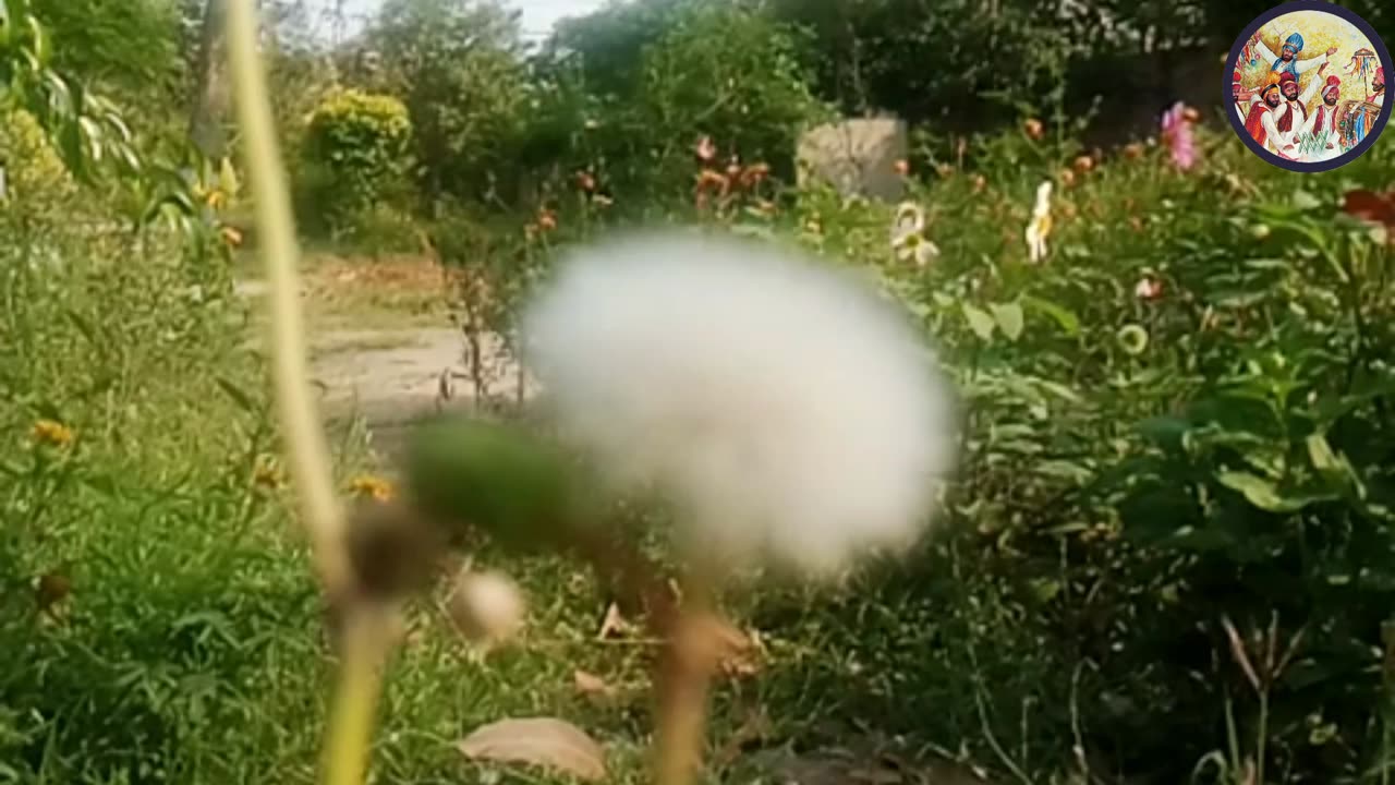 Pakistani flowers beautiful flowers