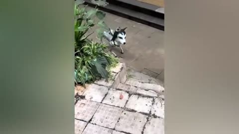 Funny Animal 🤣 part 3 please follow me