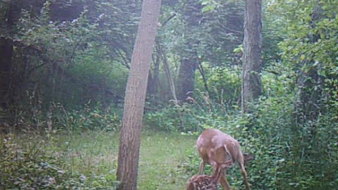 doe weaning fawns.