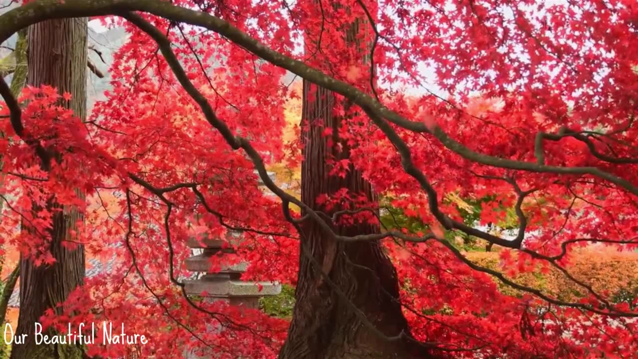 Beautiful tree-short